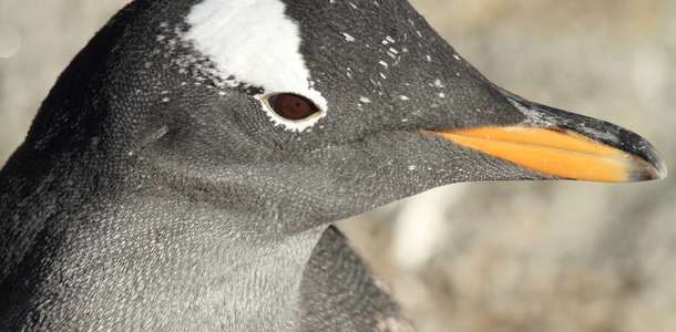 Bergen Akvaryumu’nda bulunan penguenleri görün