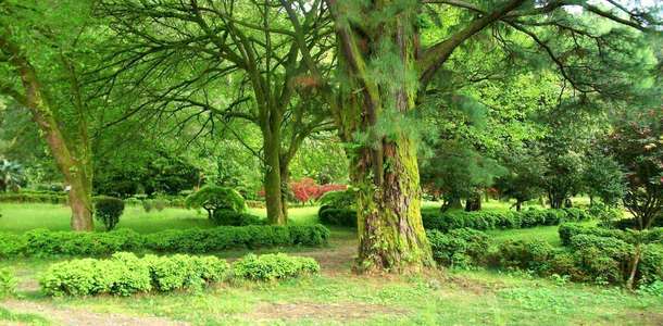 Adelaide Botanik Bahçesi’nde ilginç bitkilerle tanışın  