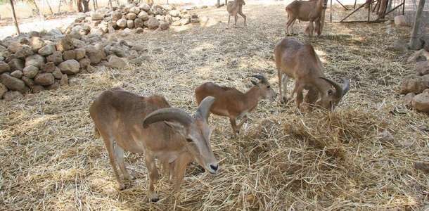 Bou-Hedma Ulusal Parkı’nda trekking yapın