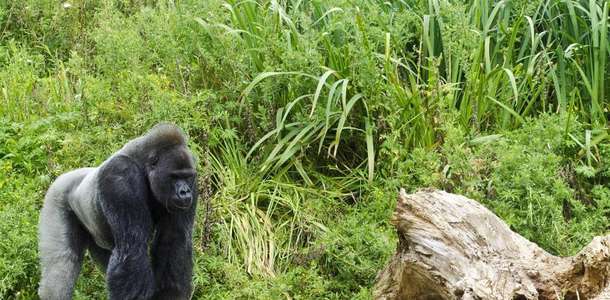 Bristol Hayvanat Bahçesi