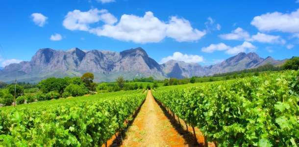 Stellenbosch ve çevresinde üzüm bağlarını dolaşın