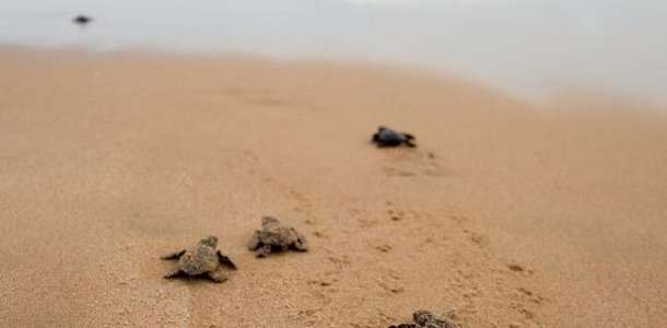 Caretta ceretta kaplumbağalarını görün 