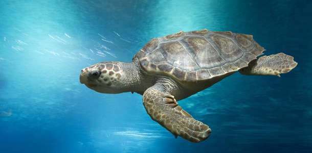Masmavi denizinin kumlu plajlarının tadını çıkarın, Caretta Caretta’larla yüzün
