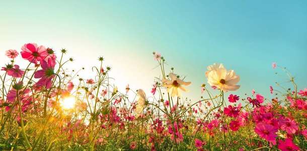 Çiçek Bahçesi’nde çiçeklerin rengine ve kokusuna karışın 