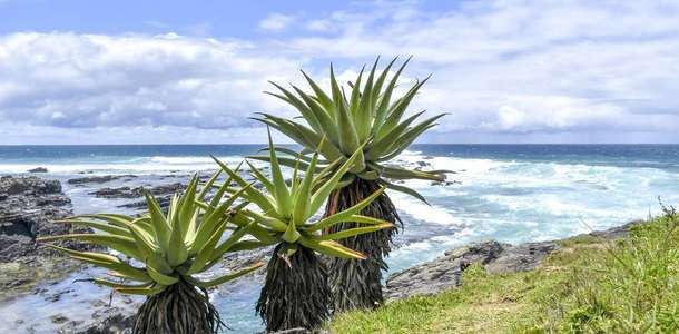 Iles de Los’un ve Cape Verga’nın turkuaz denizinde yüzün 