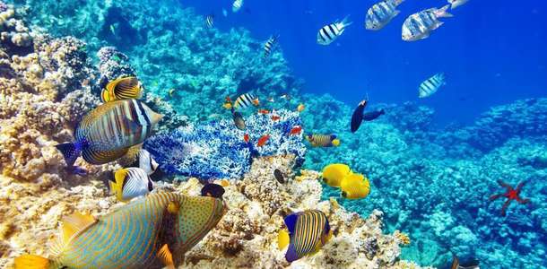 Coral Garden Parkı’nda denizlerde yaşayan canlıları görün  