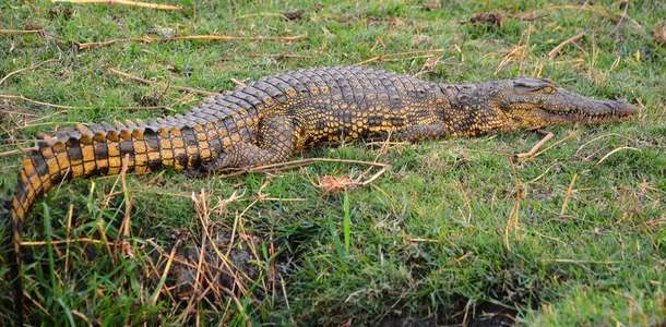 Crocoparc’da timsahları fotoğraflayın