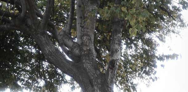 Cucamonga-Guasti Bölge Parkı’nda piknik yapın