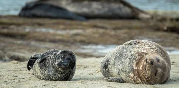 La Jolla‘da denizaslanların fotoğraflarını çekin