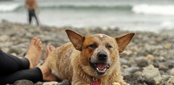 Dingo köpekleriyle tanışın