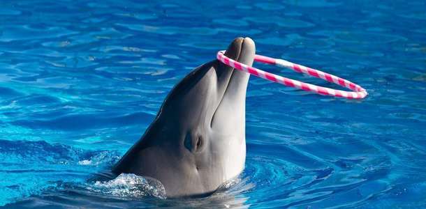 Dolphin Park Marmaris’te doyasıya eğlenin