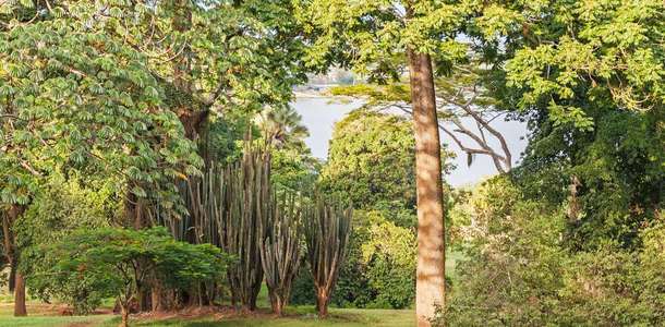 Entebbe Botanik Bahçesi