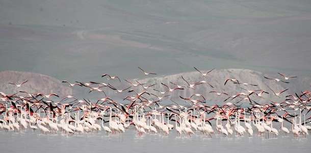 "Van" �ehir rehberi