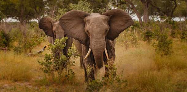 Maputo Elephant Reserve’de vahşi yaşamı deneyimleyin