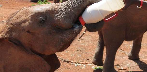 Fil Yetimhanesi'ndeki filleri besleyin