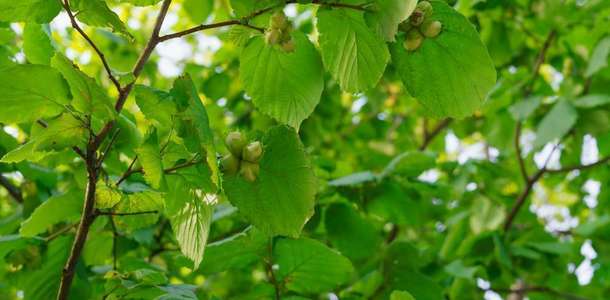 Fandoqlou Ormanı’nında yeşile doyun 