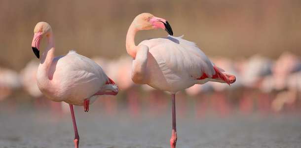 Büyük Menderes Dalyanları’ndaki flamingoları fotoğraflayın