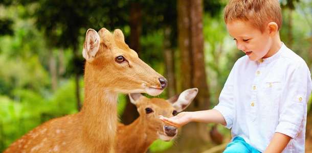 Roey Ruchey Hayvanat Bahçesi