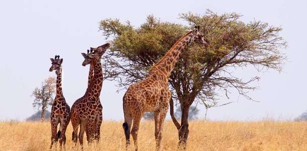 Zürafa Merkezi'nde zürafalarla vakit geçirin