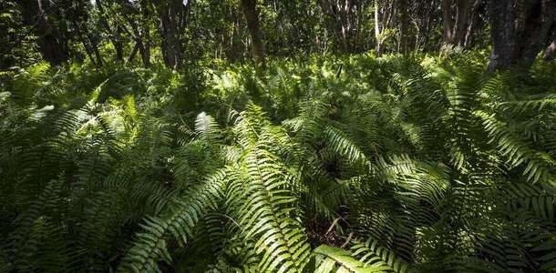 Jozani Chwaka Bay Doğal Parkı