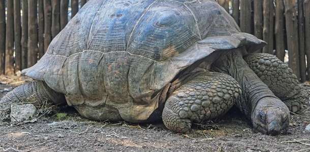 Mnarani Marine Kaplumbağa Koruma Bölgesi