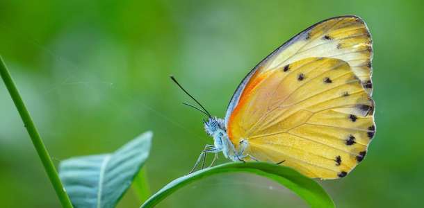 Zanzibar Kelebek Merkezi