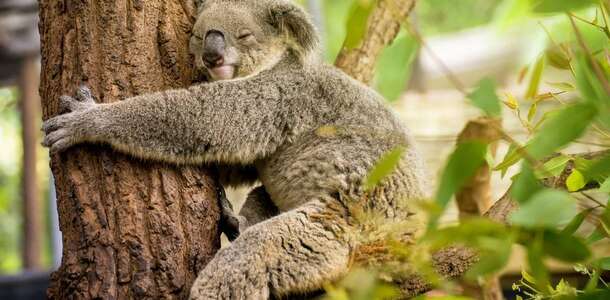 Koala koruma evini ziyaret edin 