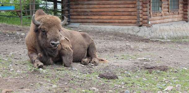 Hayvanat bahçesinde gününüze renk katın