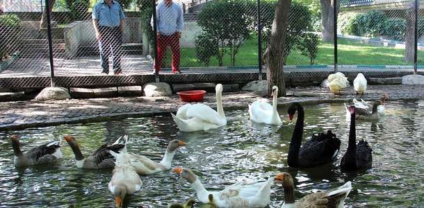 Kuğulu Park'ta kuğuları besleyin