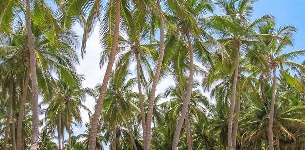 Las Galeras’da zencefil, El Limon’da kahve hasadına çıkın 