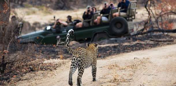 Dünyada nadir bulunan leoparları görün