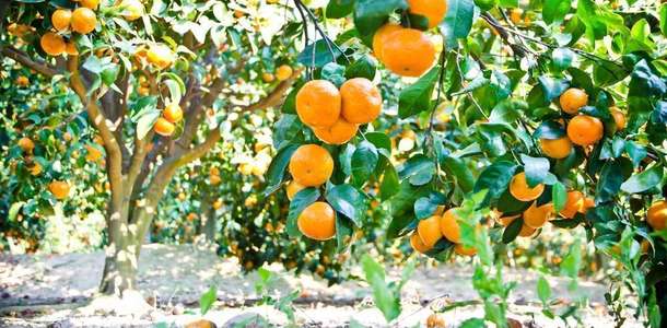 Turunç ve mandalina bahçelerini gezin  