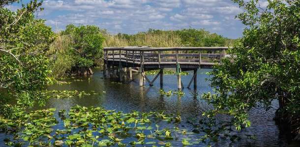 Everglades Ulusal Parkı’nı ziyaret edin 