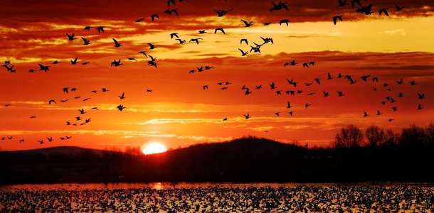 Büyük göçe şahit olun