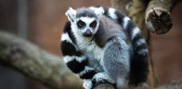 Mulhouse Hayvanat Bahçesi’ne gidin