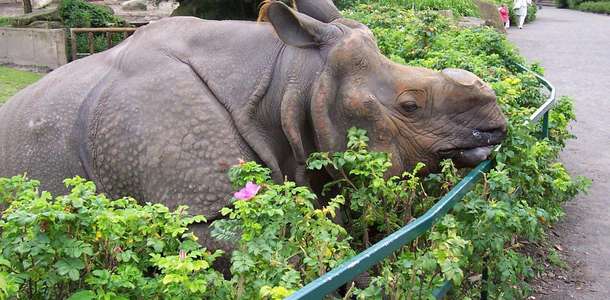 Tierpark Hayvanat Bahçesi’ni ziyaret edin  