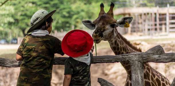 Nairobi Milli Parkı'nda hayvanların doğal yaşam alanlarını görün