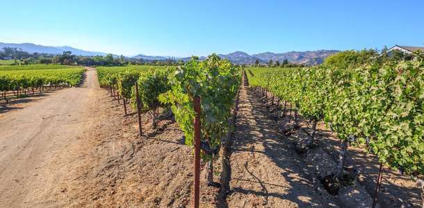 Napa ve Sonoma’da şarapları tadın 