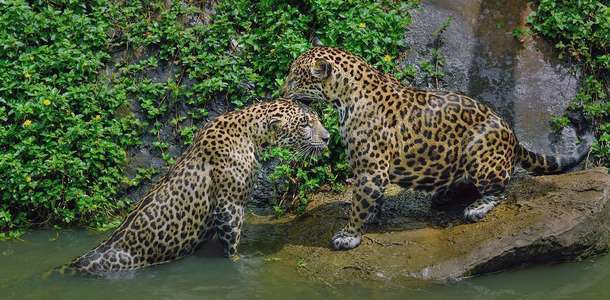 Nehir safarilerine katılın