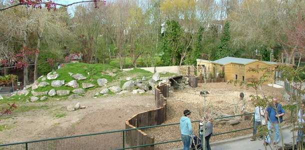 Newquay Hayvanat Bahçesi’nda aslanları besleyin
