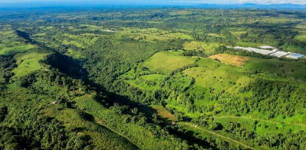 Yemyeşil ormanlarında yürüyün