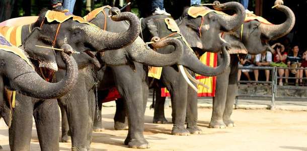 Pattaya Elephant Village