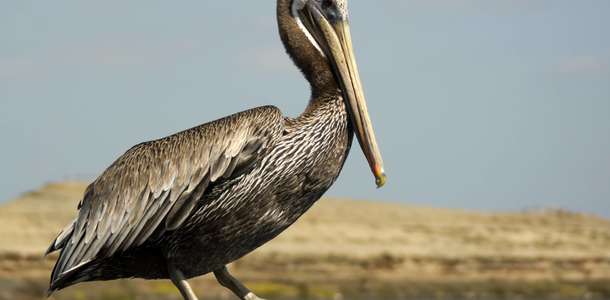 Bolsa Chica Ekolojik Rezervi’ni ziyaret edin