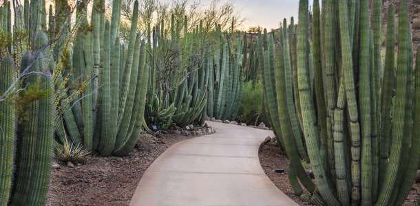 Çöl Botanik Bahçesi’ni (Desert Botanical Garden) turlayın