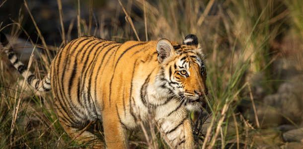 Pilibhit Tiger Reserve’de vahşi hayatı gözlemleyin