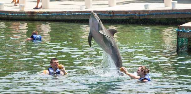 Riviera Dolphinarium
