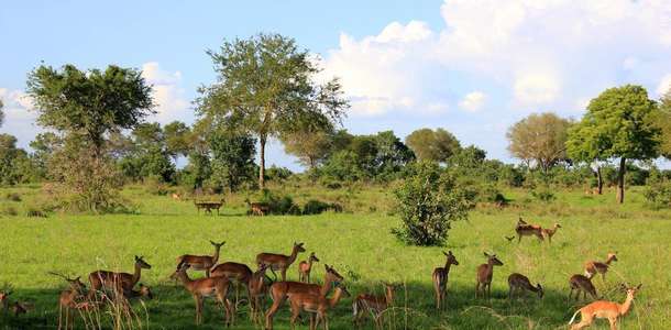 Safari (Mikumi Ulusal Parkı)