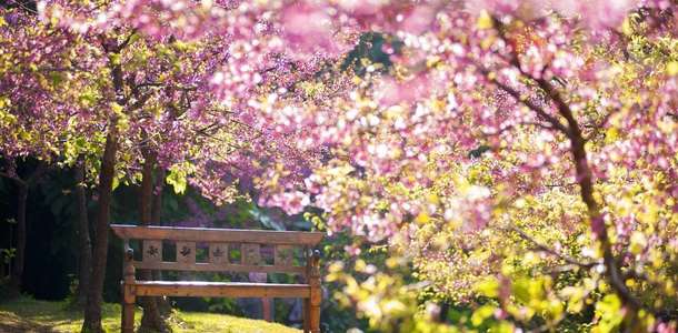 Sakura Parkı ve Sakura Kalesi’nin tarih kokan atmosferinde gezinin