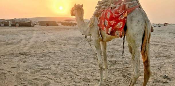 Sealine Çölü’nde safari yapın  