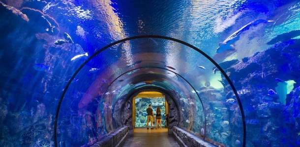 Shark Reef Akvaryumu’nda mavi dünyaya dalın 